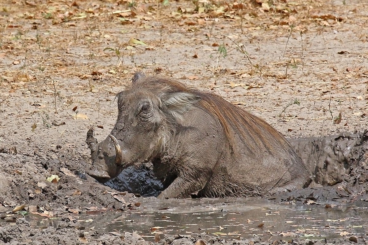 1200px-Nolan_warthog_%28Phacochoerus_africanus_africanus%29_in_mud.jpg