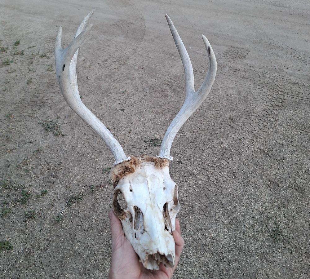 skull and antlers