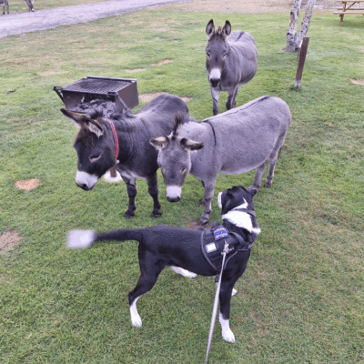 A dog and donkeys