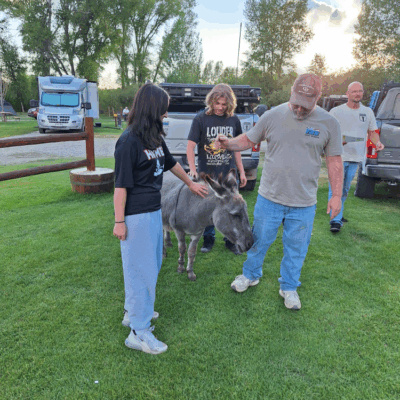 Camping with donkeys