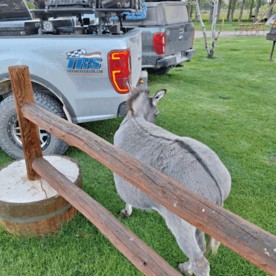 Donkey and fence