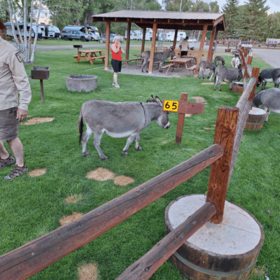 Donkeys roaming the campground