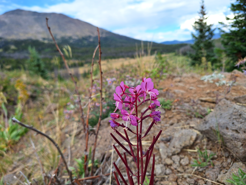 Wildflowers and overlanding Marshall Pass Colorado in a Ford Ranger 