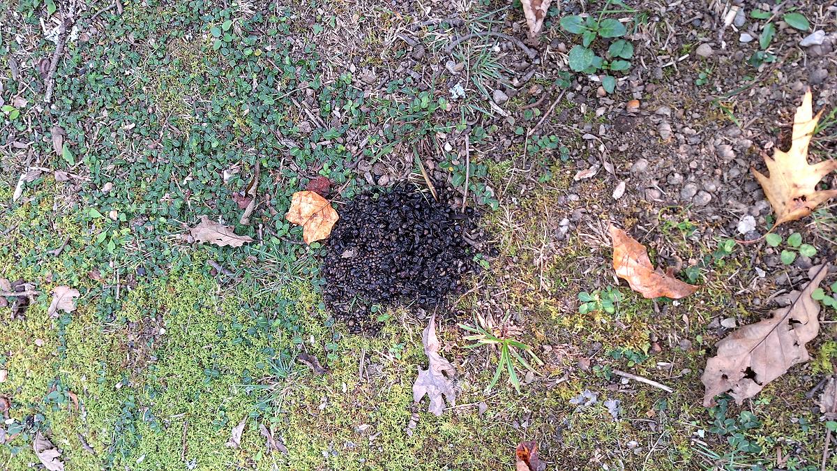 bear scat